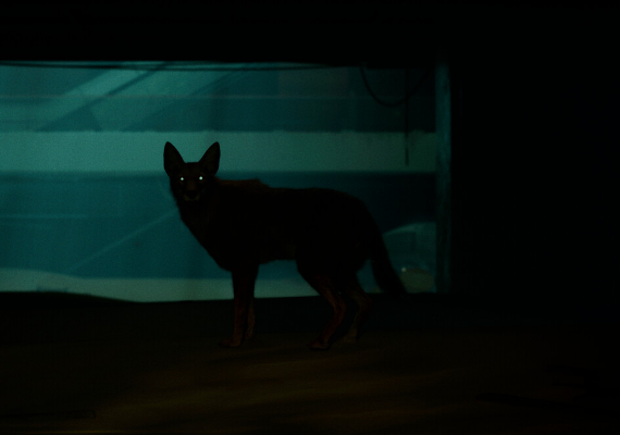 Blade Runner 2033: Labyrinth is set after the Blackout, posing the question to players: what will the hunter do when there's no one left to chase? Blade Runner 2033: Labyrinth is set after the Blackout, posing the question to players: what will the hunter do when there's no one left to chase?
